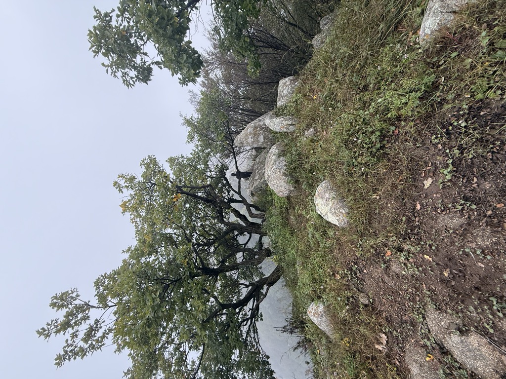 Jīn Shù Tǎ