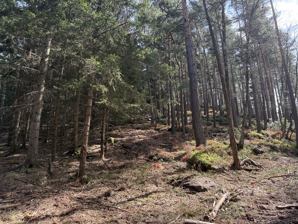 Spitzenberg