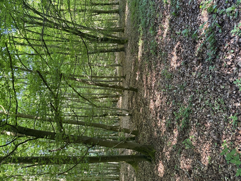 Römerberg