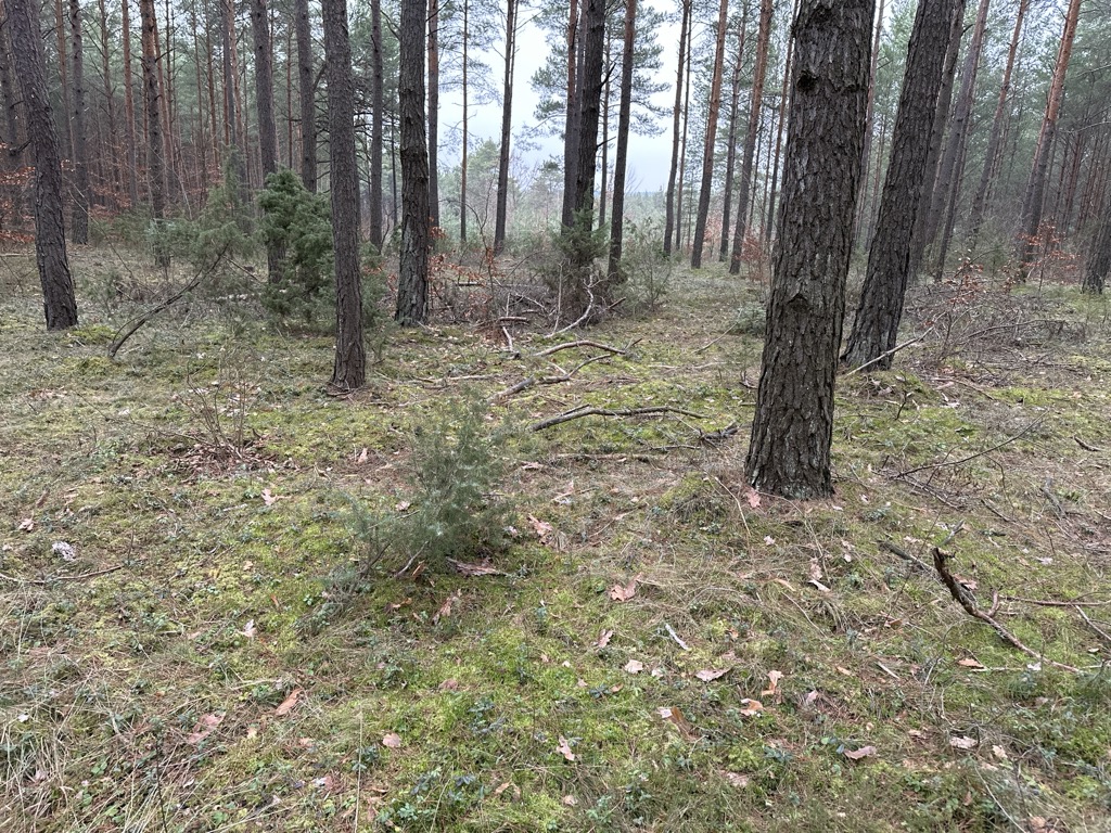 Góra Wszelakiego