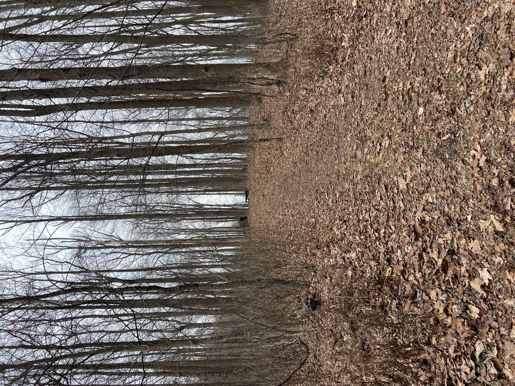 Tub Spring Campsite