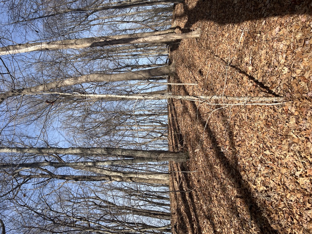 Little Fork Mountain