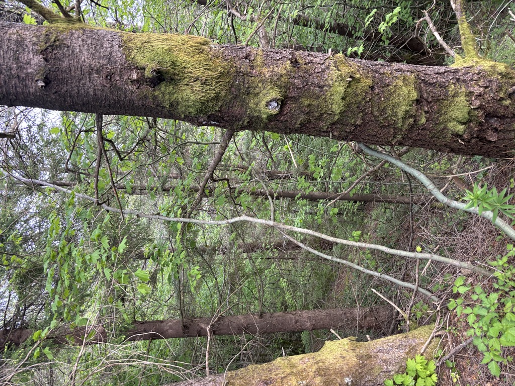 West Tiger #1