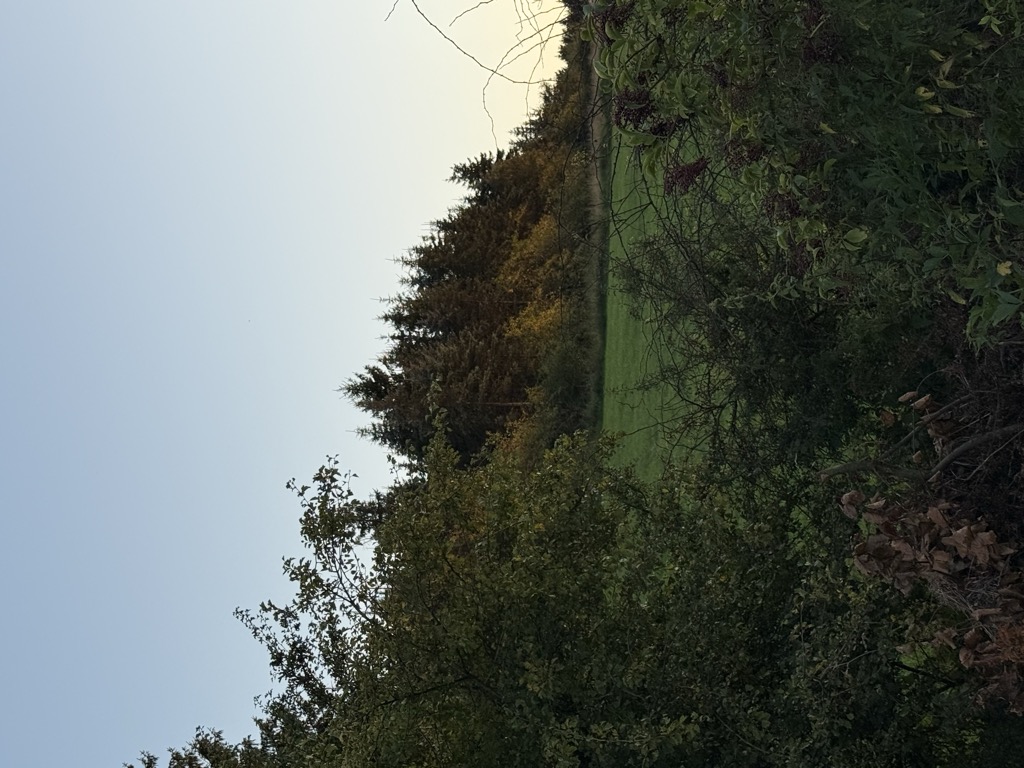 Oberer Mittelberg