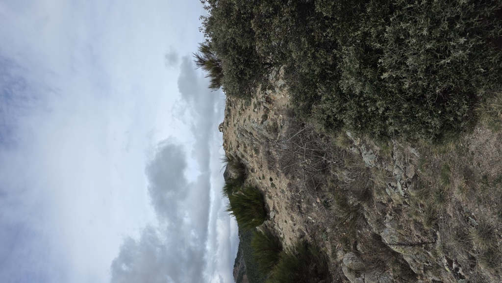 Puig Falcó