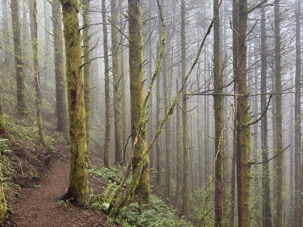 West Tiger #1