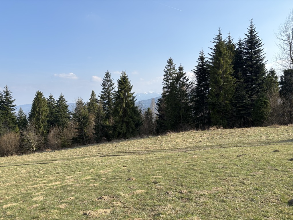 Jastrzębica