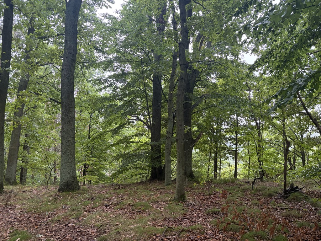 Leśna Góra