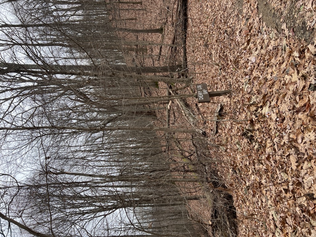 Cherry Log Gap