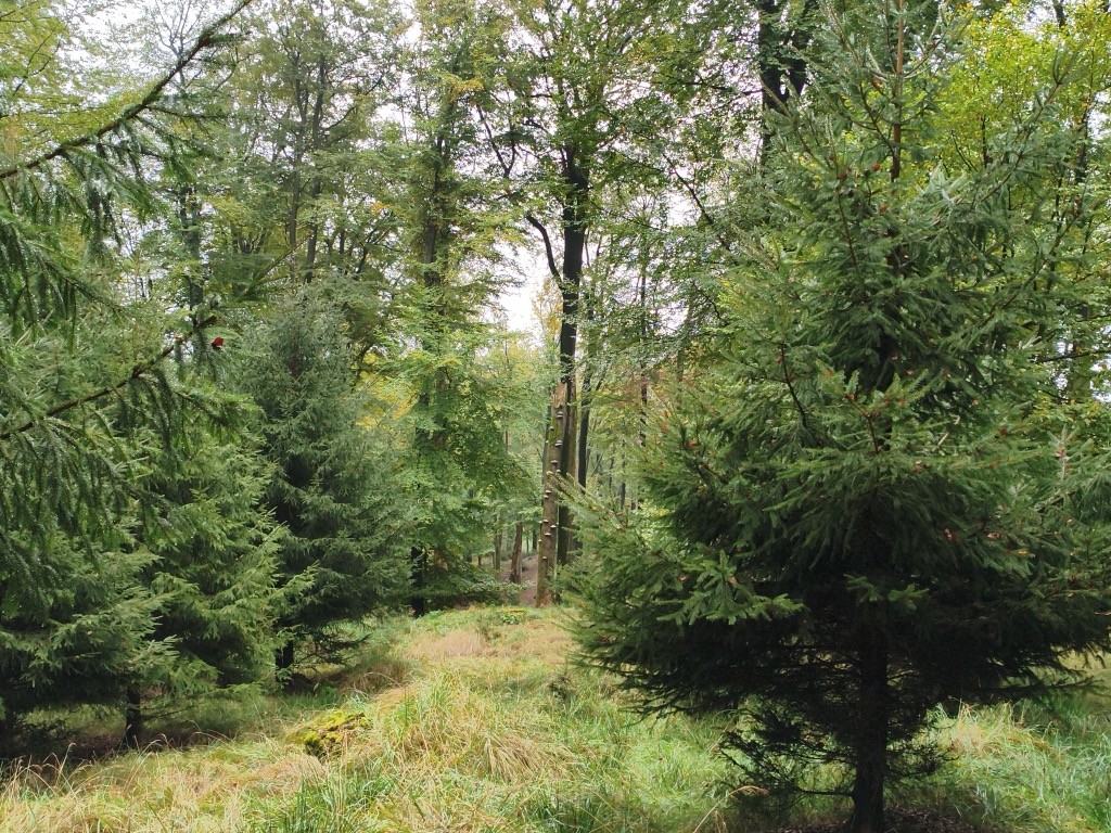 Kortewebelshals