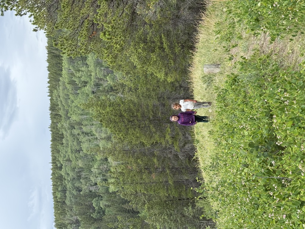 Lodgepole