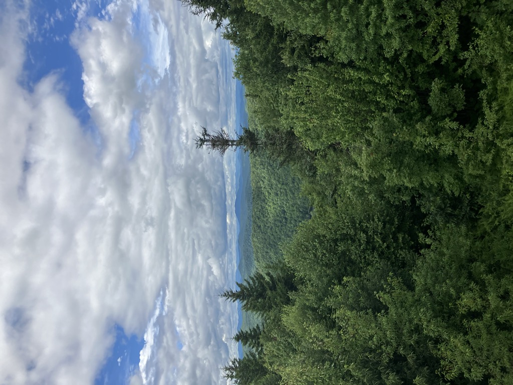 The Lookout