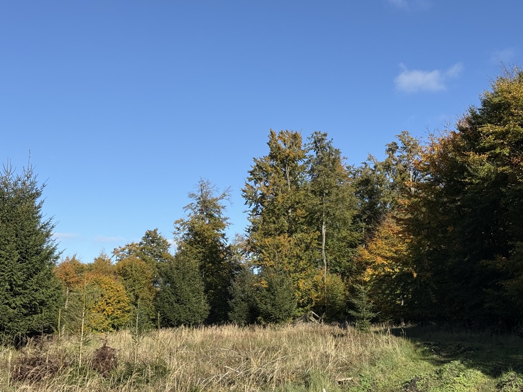 Düsterlau