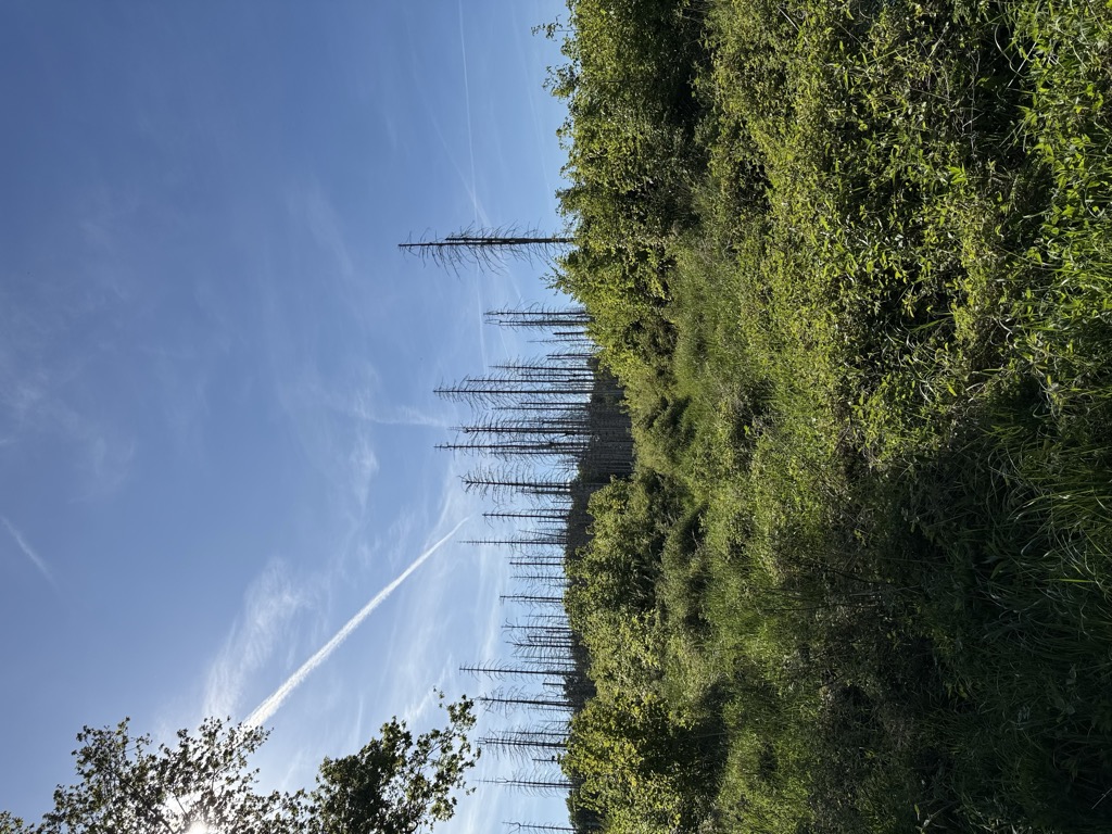 Spellerberg