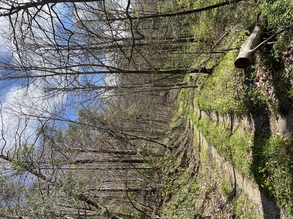 Strawberry Knob