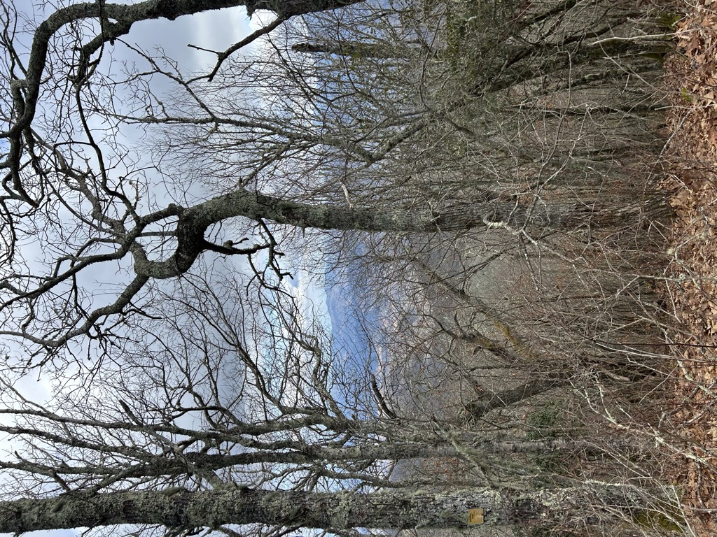 Lickstone Bald