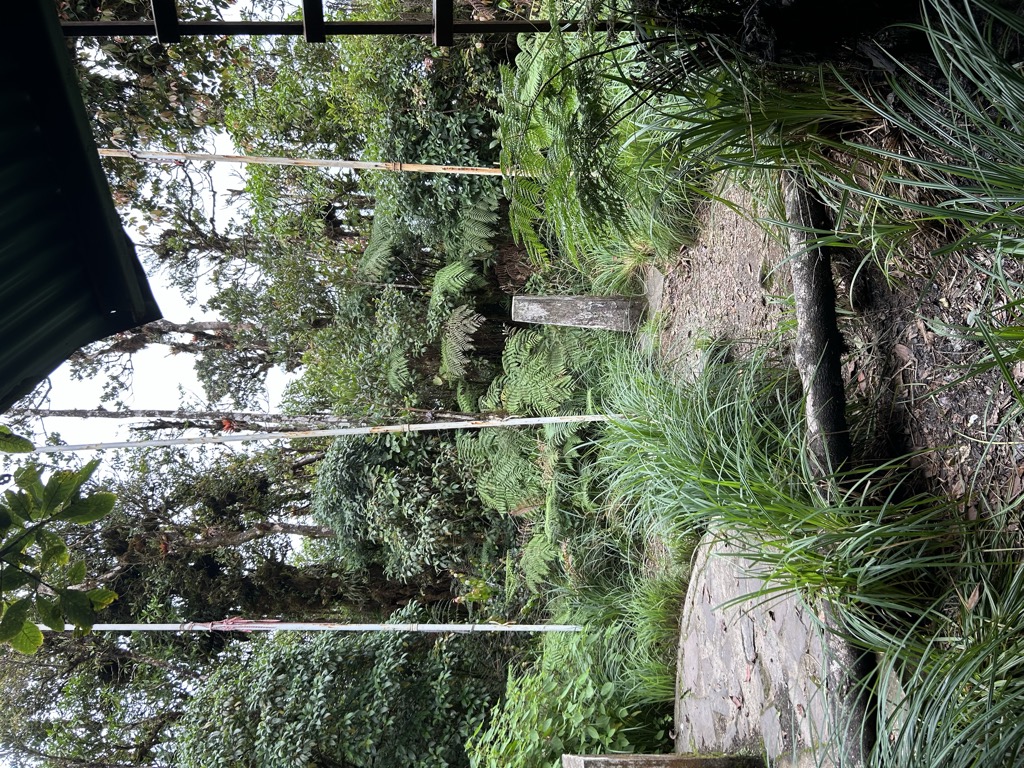 Mogotón