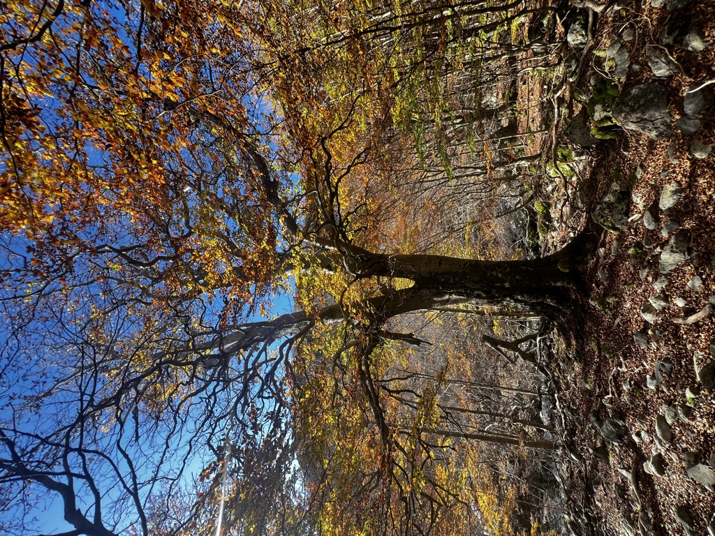 Monte d'Oro