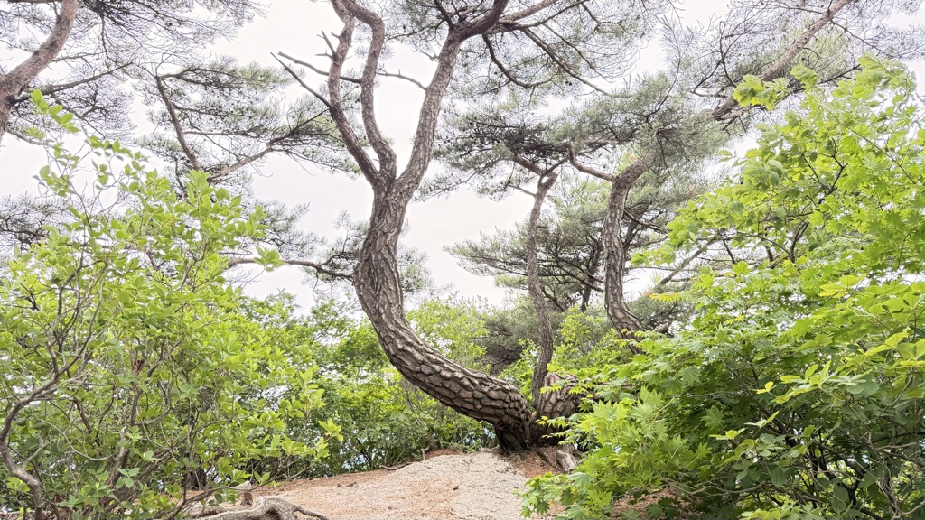 Hyuambong
