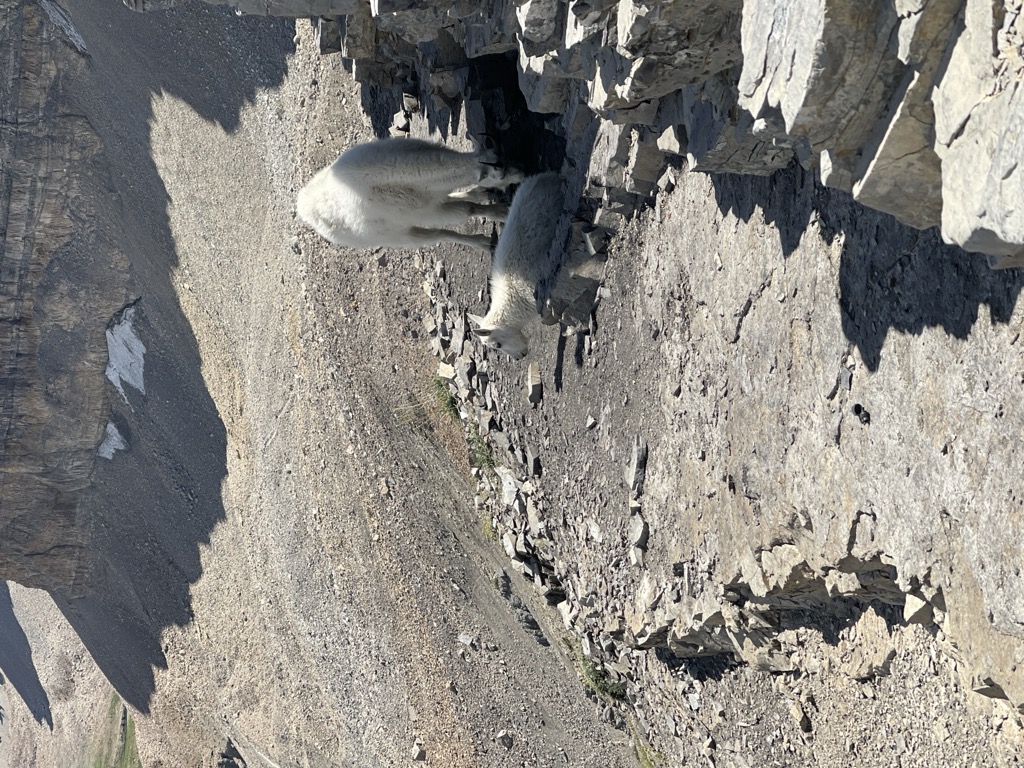 Timpanogos Saddle