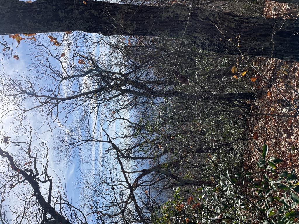 Oak Knob