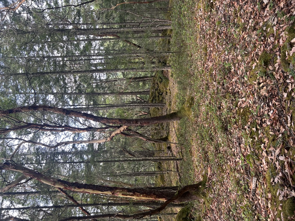 Wolf Hill