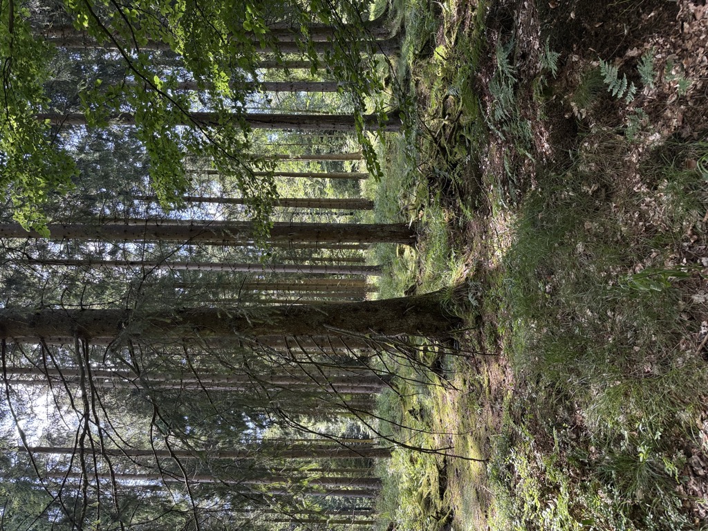 Saukopf
