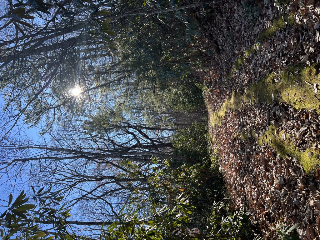Hickory Tree Gap