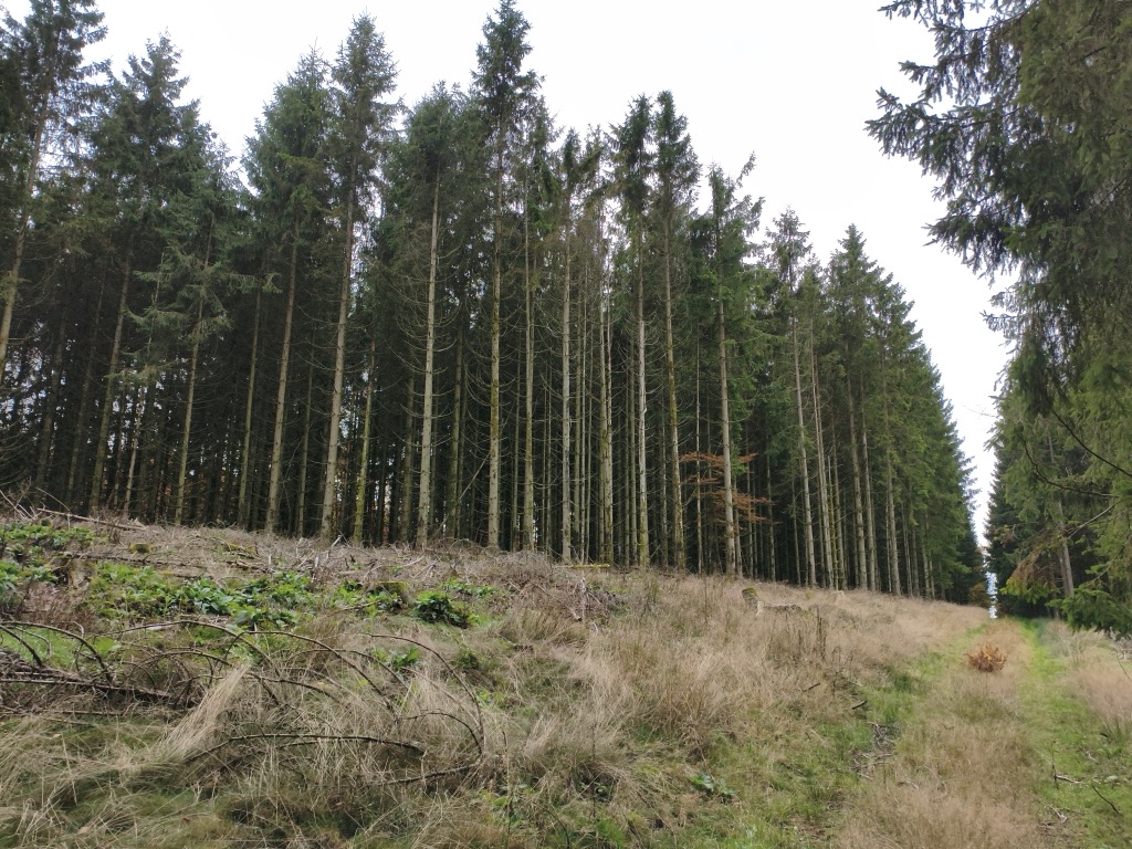 Baukopf