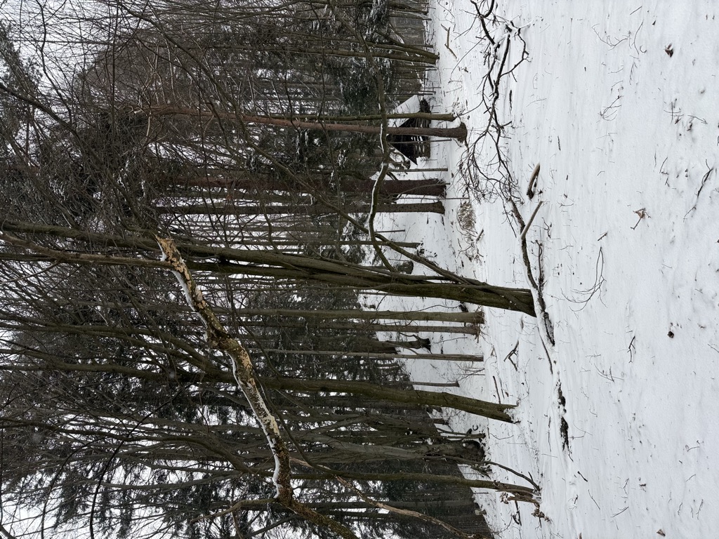 Koszarka