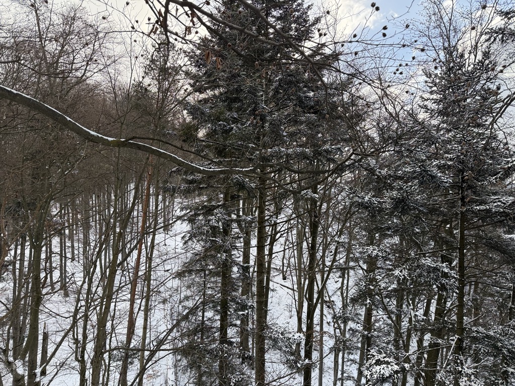 Czertezik