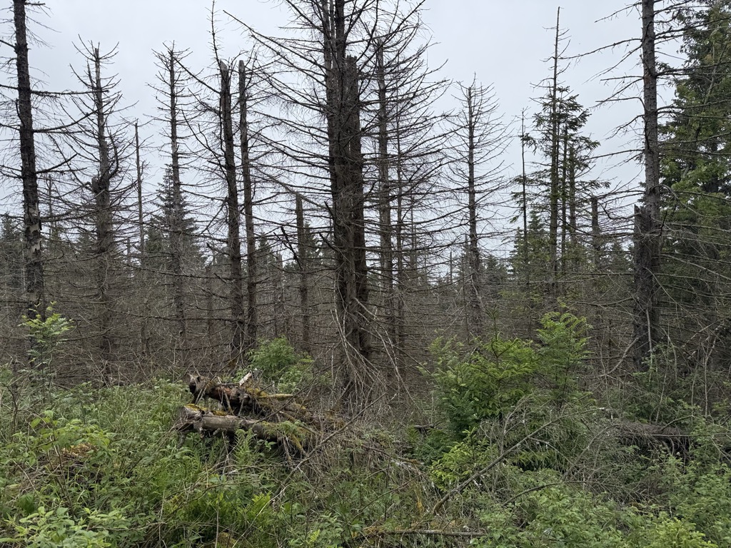 Pflasterstoßklippe