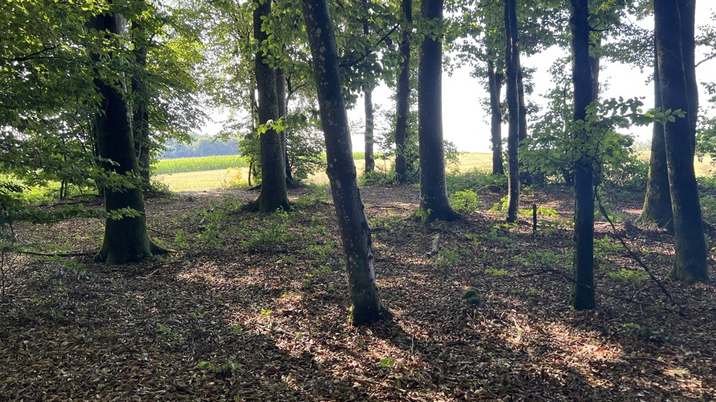 Steinbühl