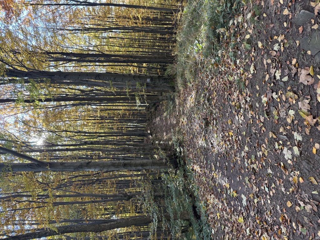 Kiczera Bereżczańska