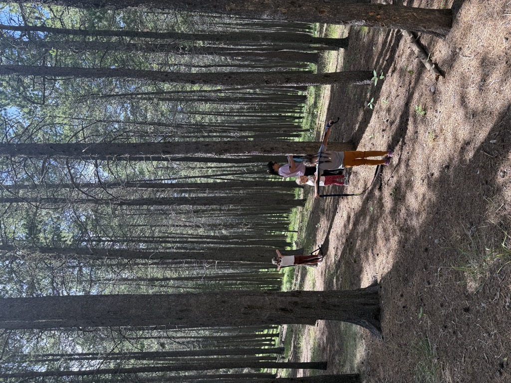 Lodgepole