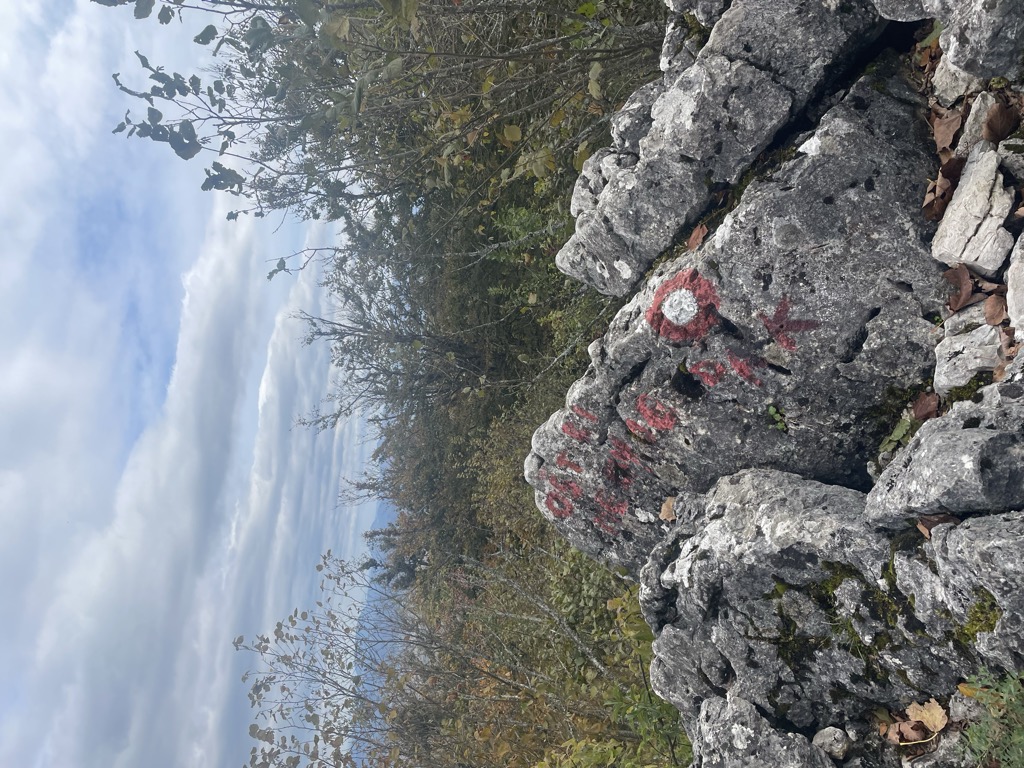Medvjeđak oštri