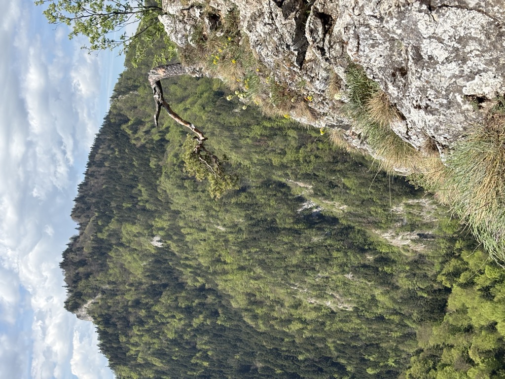 Sokolica