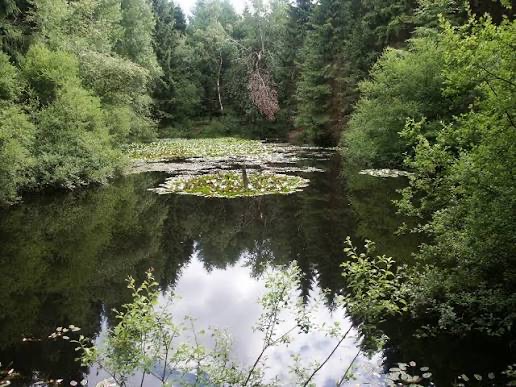 Seerosenteich