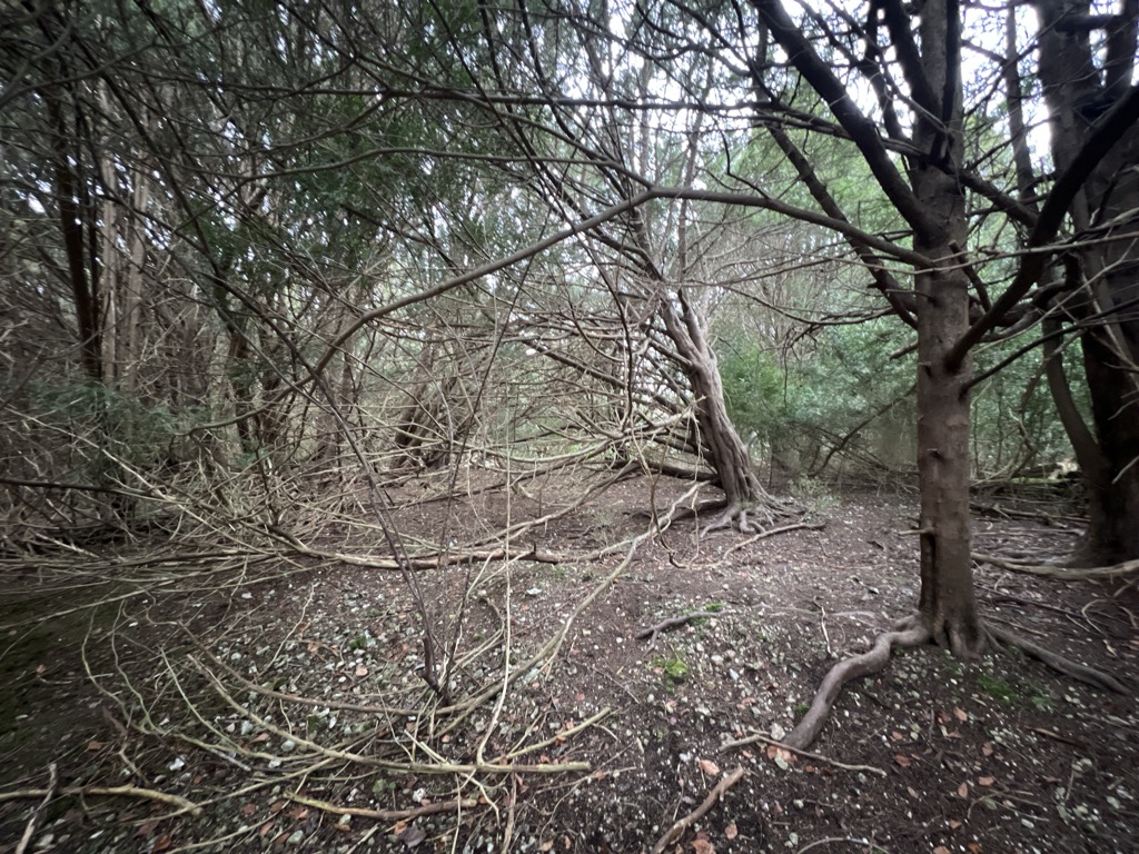 Juniper Hill