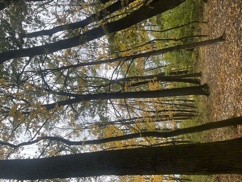Wzgórze Armatnie