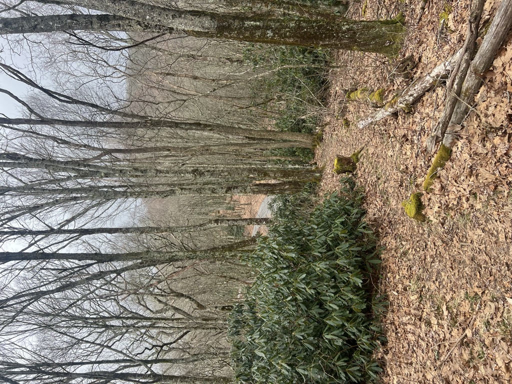 Bearpen Gap