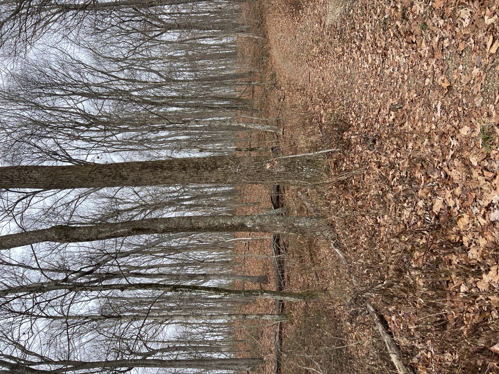Little Fork Mountain
