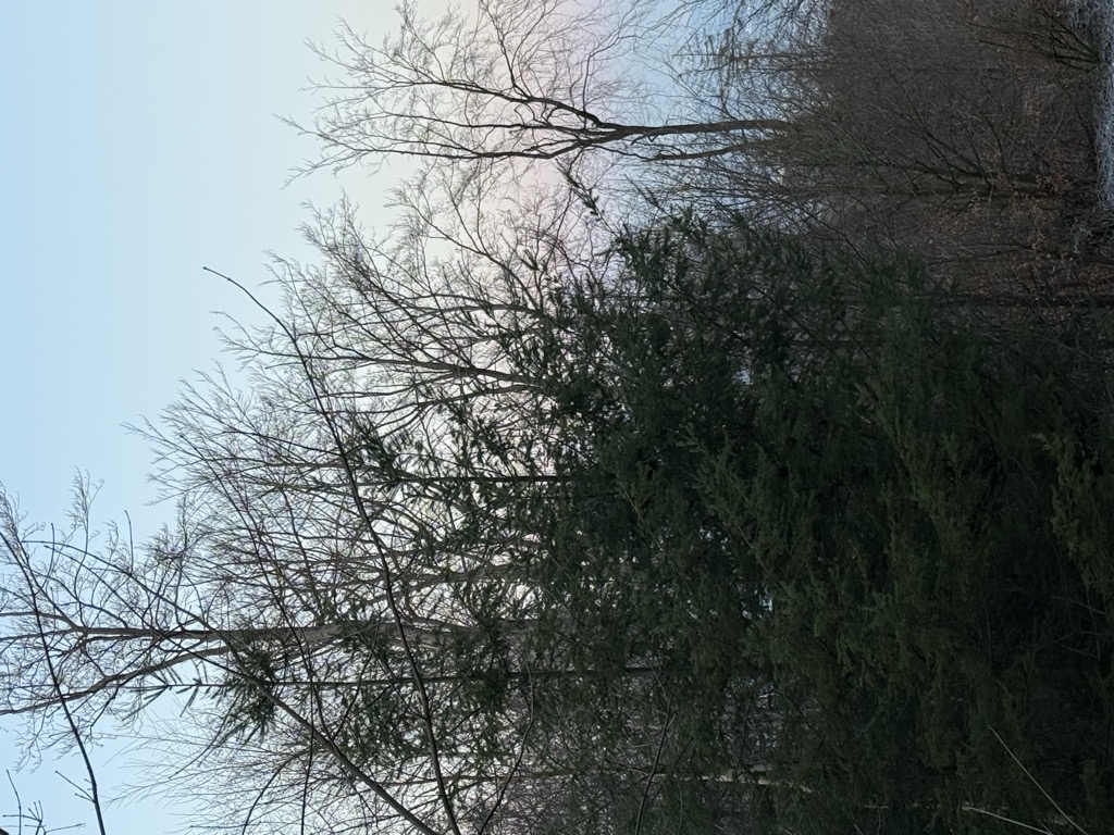 Altarstein