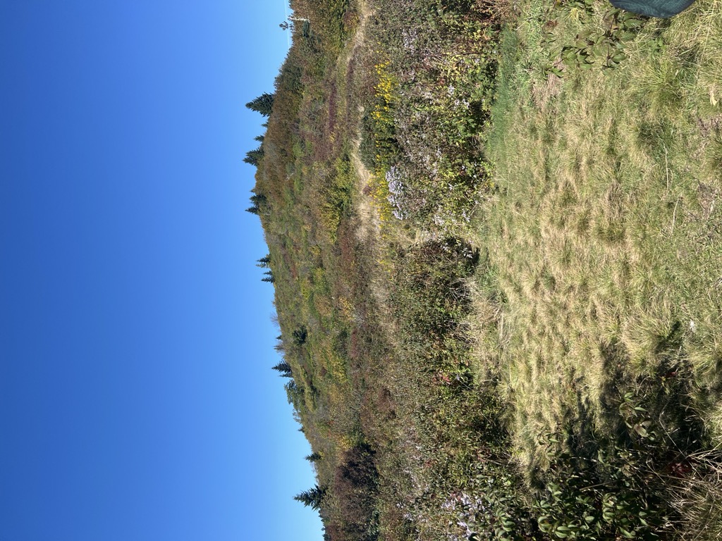 Flower Gap