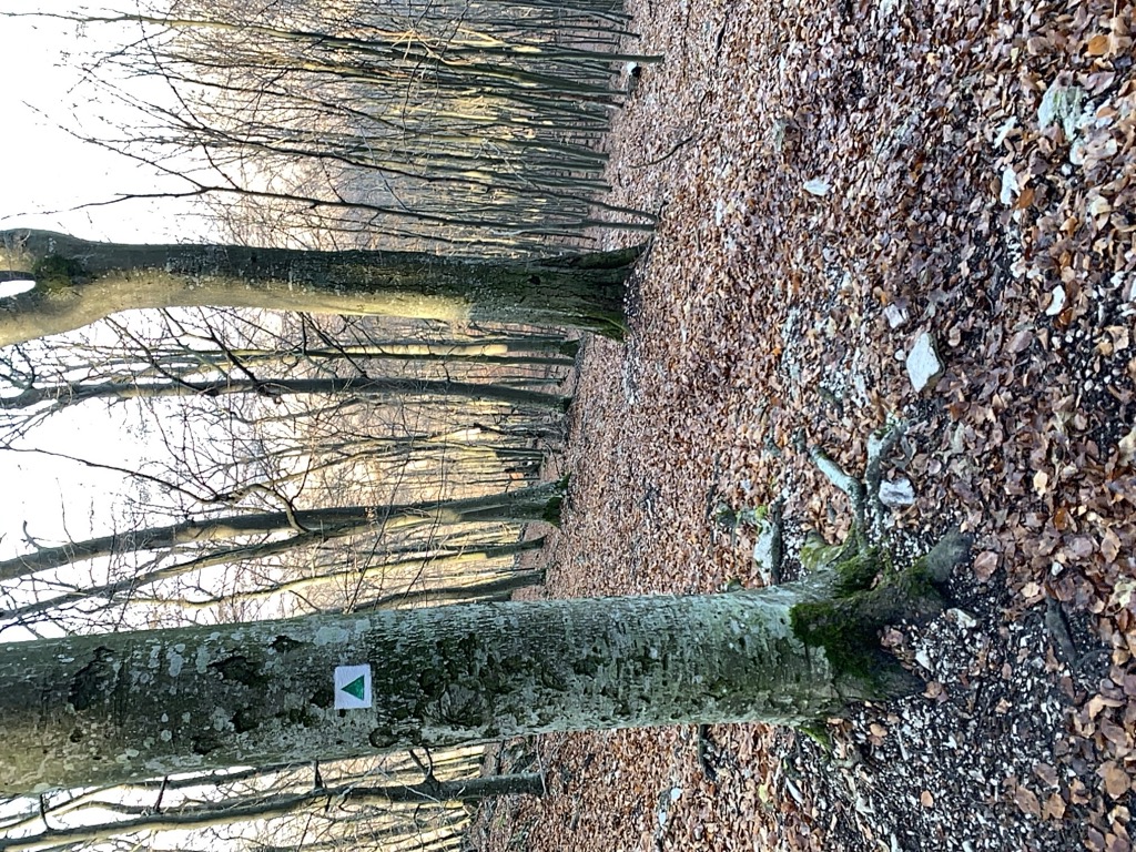 Sziklabevágás