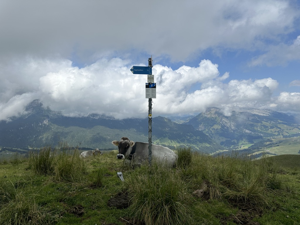 Blasenhubel
