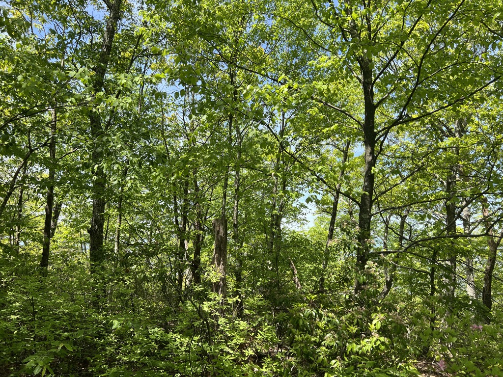 Short Mountain