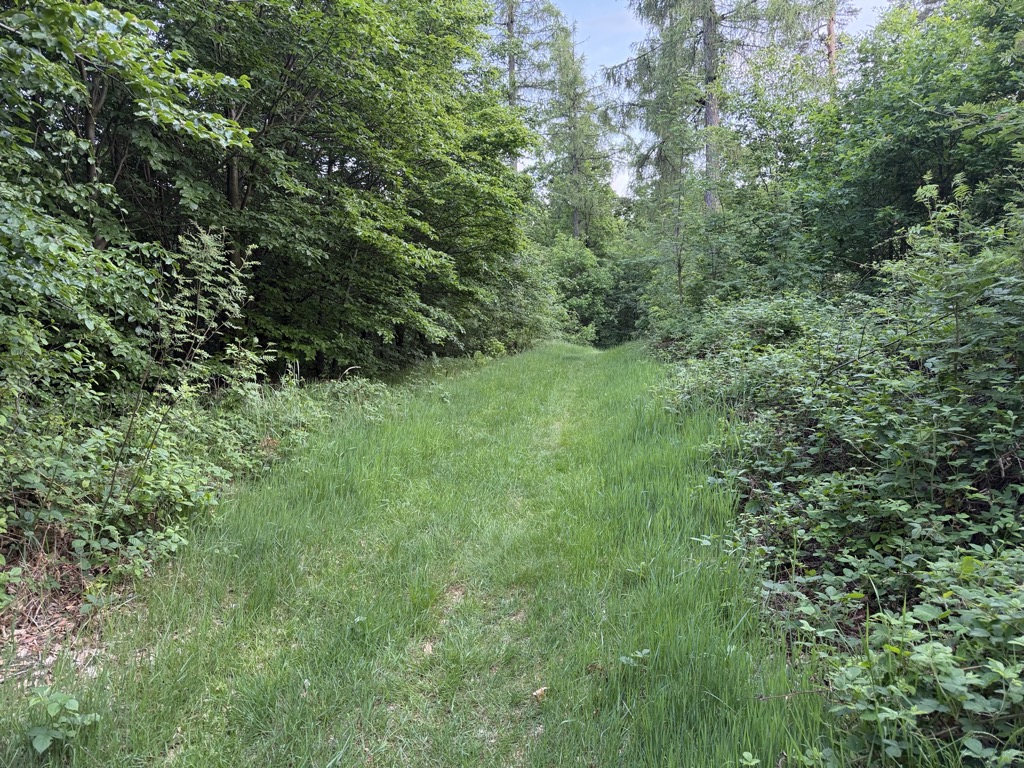 Wróblik