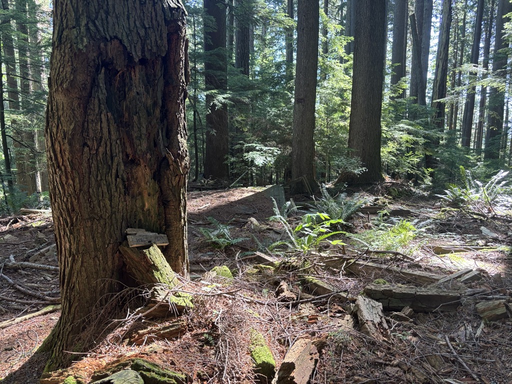 Squak Mountain West Peak