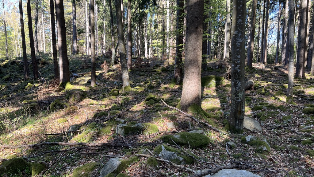 Lazebník